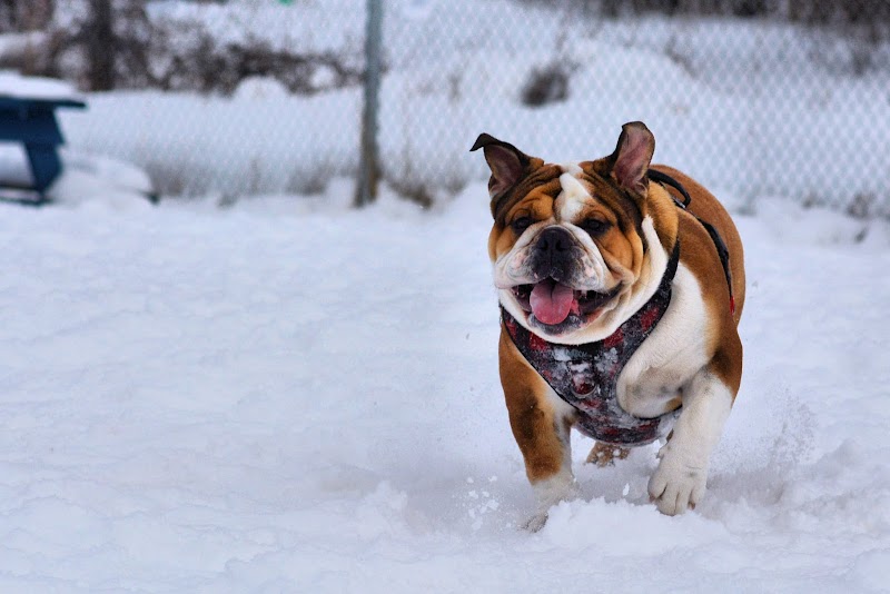 Buckingham Dog Park dog park in Gatineau, Quebec