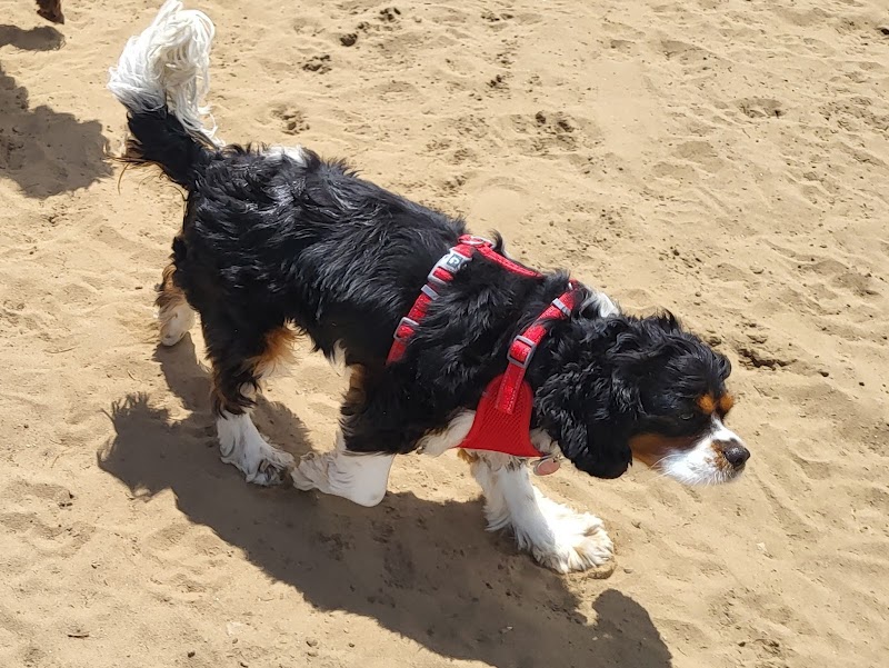 Buckingham Dog Park dog park in Gatineau, Quebec