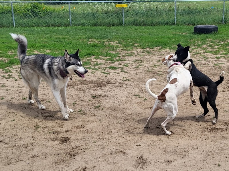 Buckingham Dog Park dog park in Gatineau, Quebec