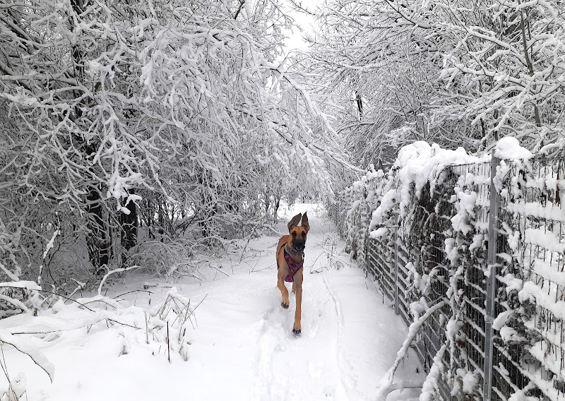 Parc canin St-René dog park in Gatineau, Quebec