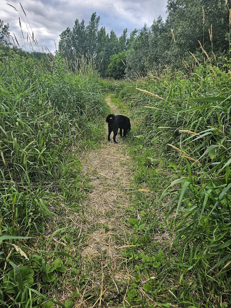 Parc canin St-René dog park in Gatineau, Quebec