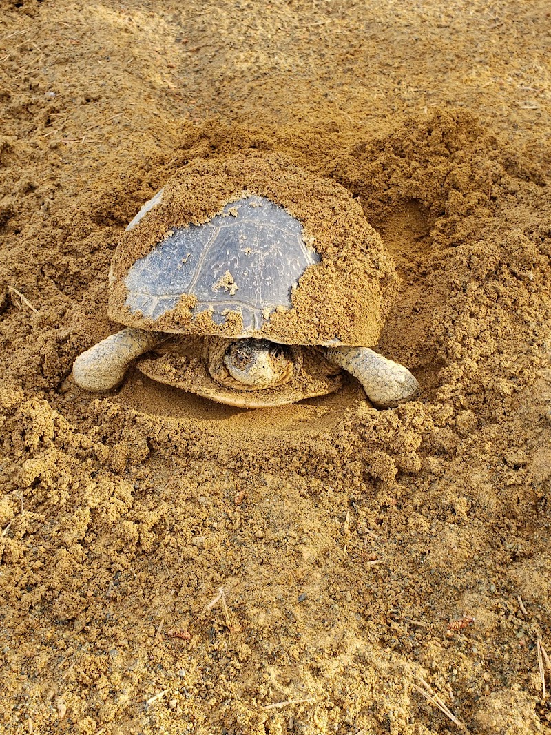 Parc Canin Lamarche dog park in Gatineau, Quebec