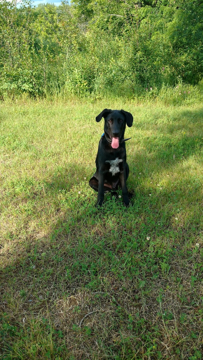 Parc Canin Lamarche dog park in Gatineau, Quebec