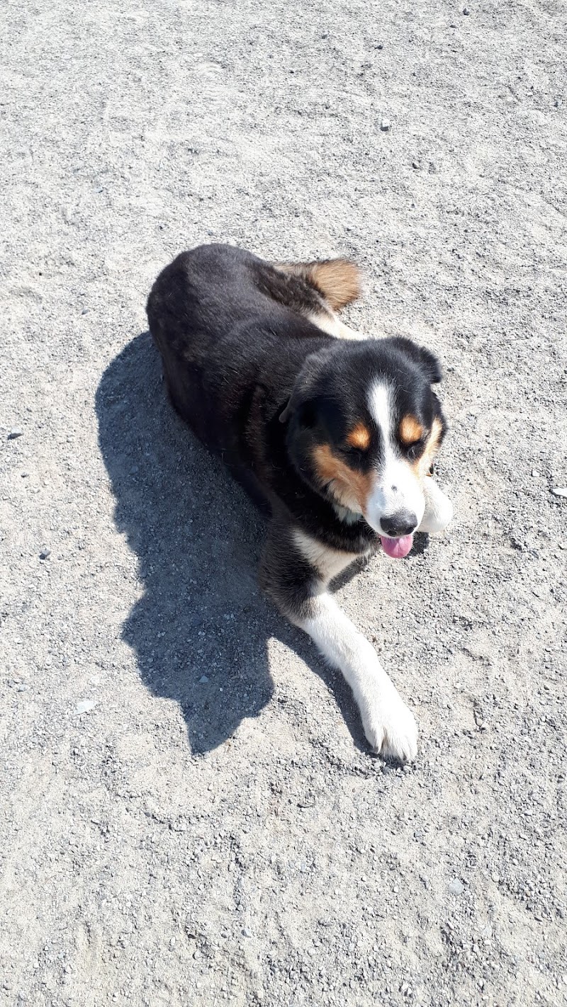 Shefford Road Dog Park dog park in Ottawa, Ontario