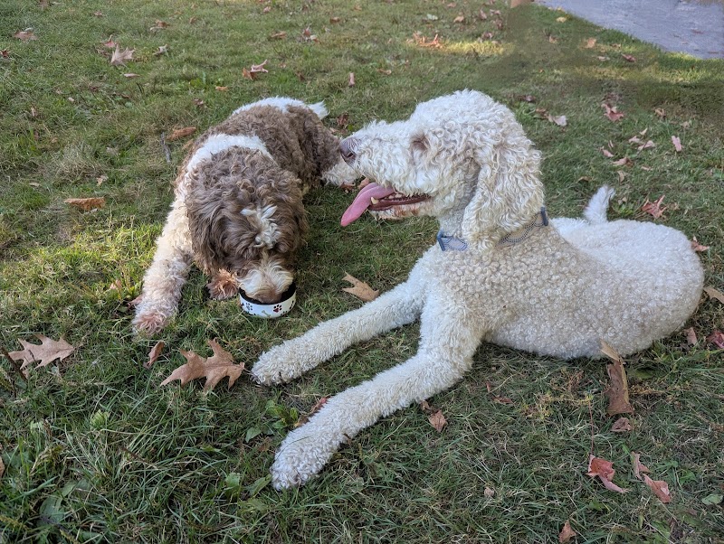 Rockcliffe Park Dog Park dog park in Rockcliffe Park, Ontario