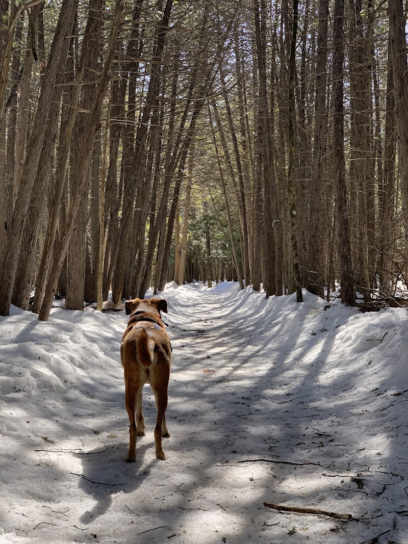 Barkwood Forest by Boogity Dog Walking dog park in Ottawa, Ontario