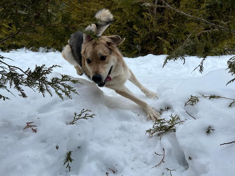 Barkwood Forest by Boogity Dog Walking dog park in Ottawa, Ontario