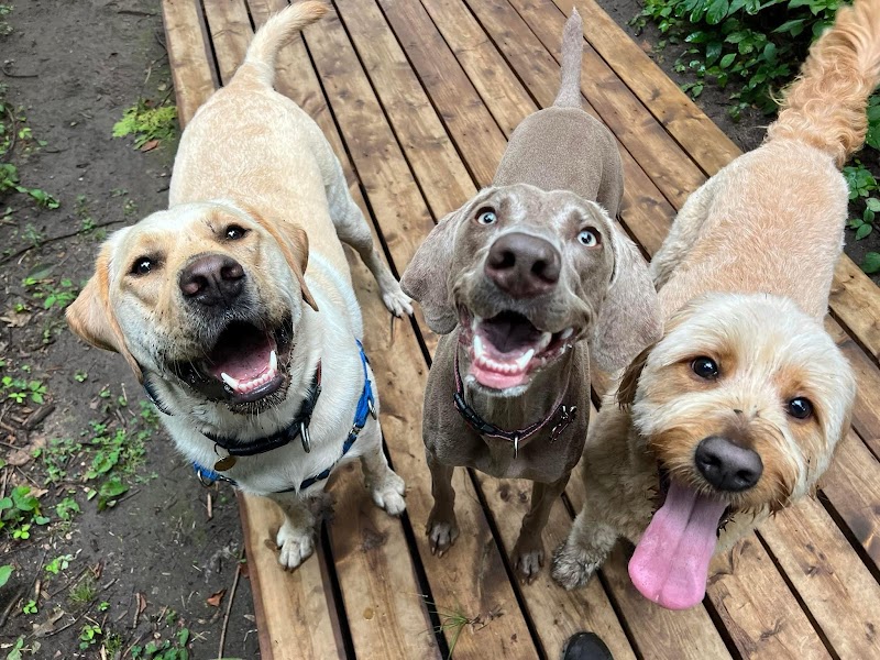 Barkwood Forest by Boogity Dog Walking dog park in Ottawa, Ontario