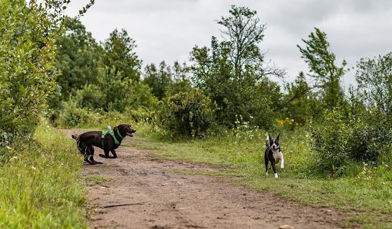 Barkwood Forest by Boogity Dog Walking dog park in Ottawa, Ontario