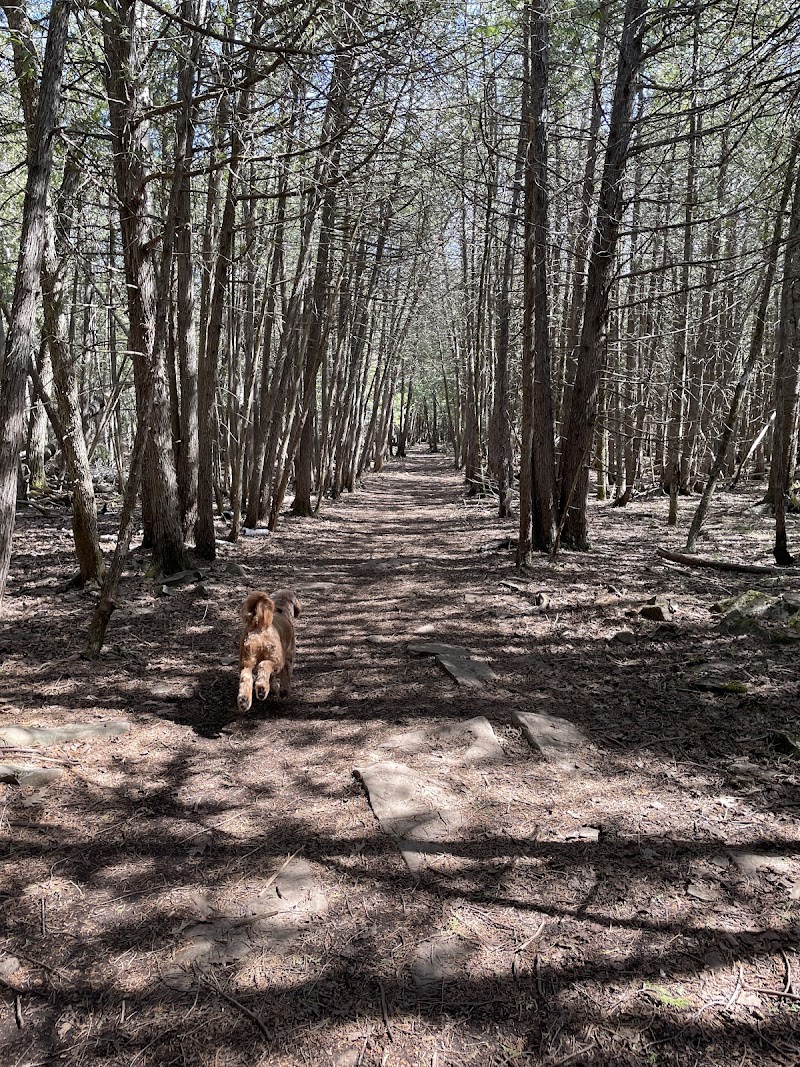 Barkwood Forest by Boogity Dog Walking dog park in Ottawa, Ontario