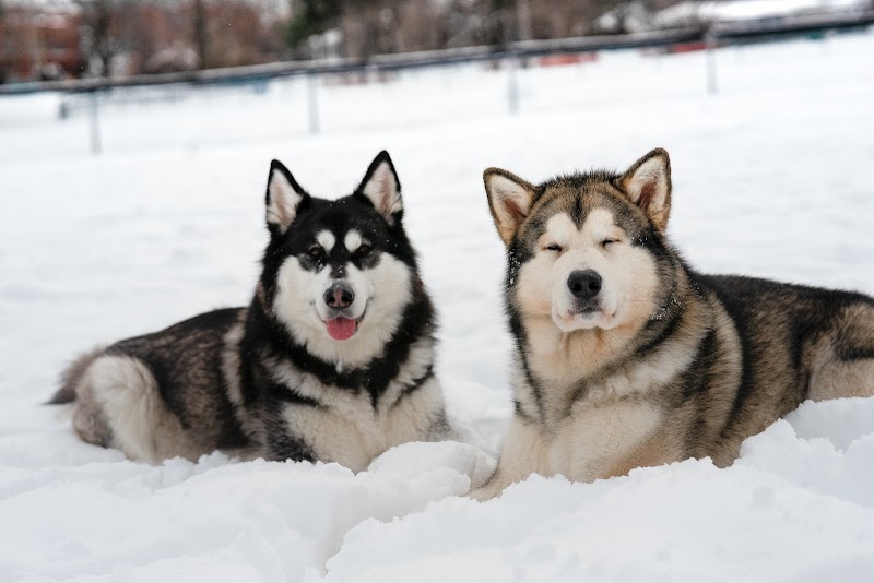 Riverain Fenced Dog Park dog park in Vanier, Ontario