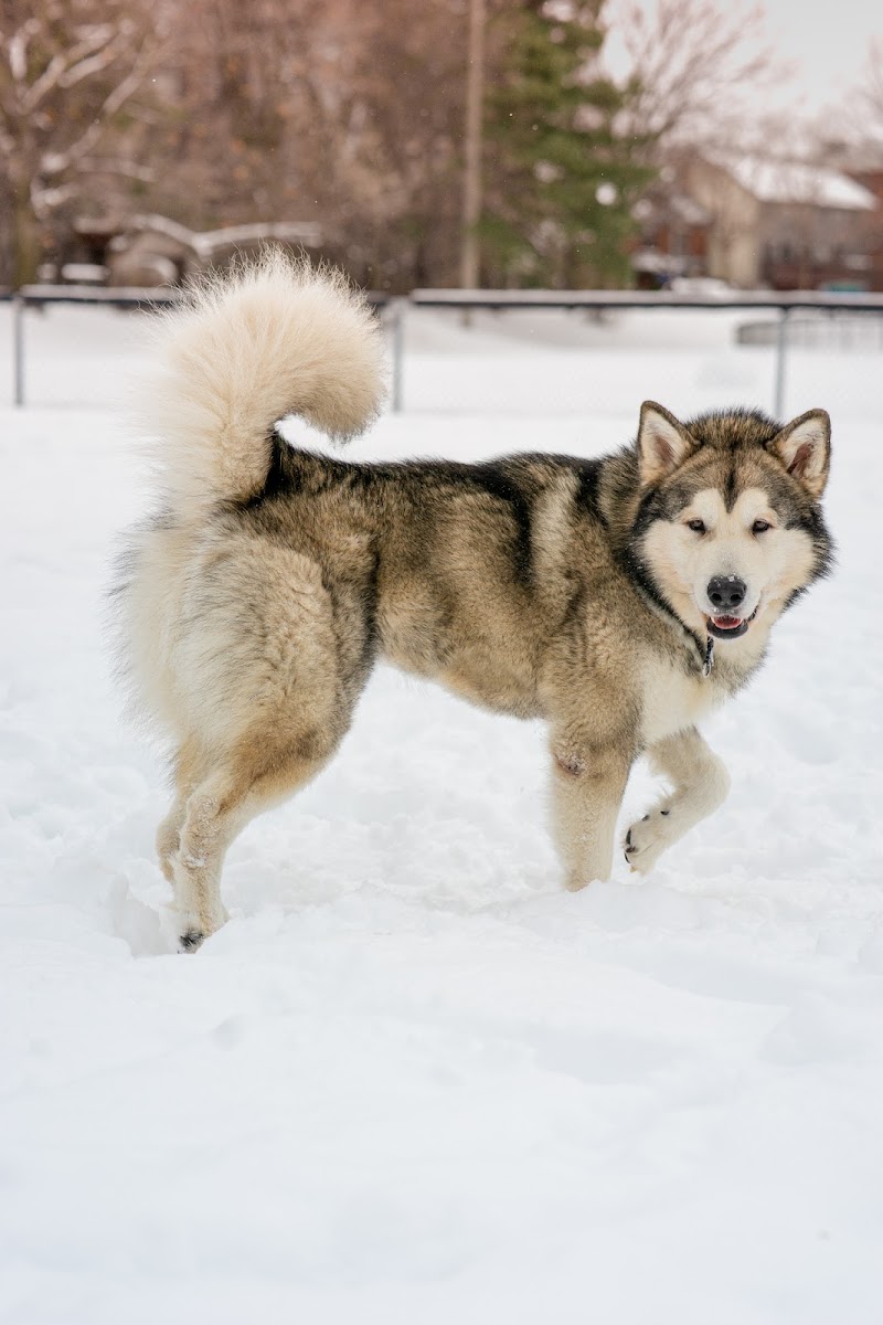 Riverain Fenced Dog Park dog park in Vanier, Ontario