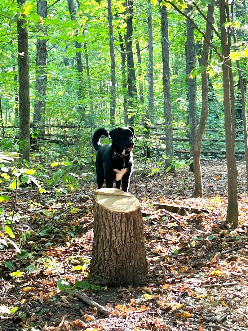 Finnobi Forest - Private Dog Park dog park in Kinburn, Ontario
