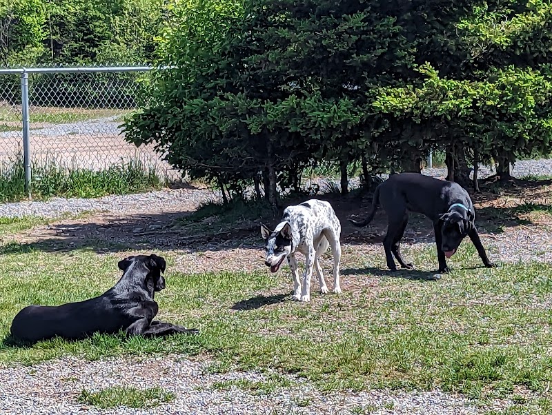 Pasadena Dog Park dog park in Pasadena, Newfoundland and Labrador