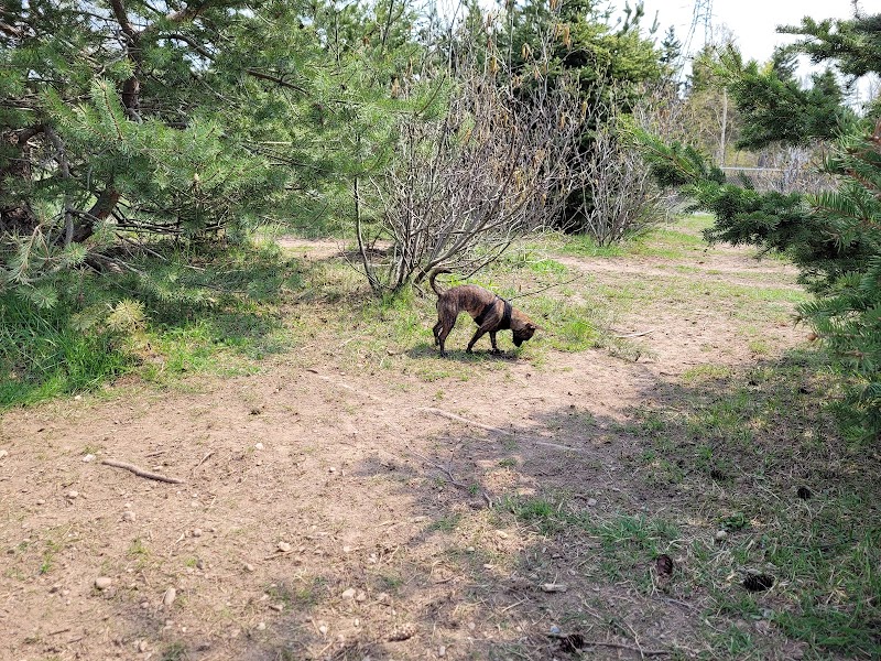Pasadena Dog Park dog park in Pasadena, Newfoundland and Labrador