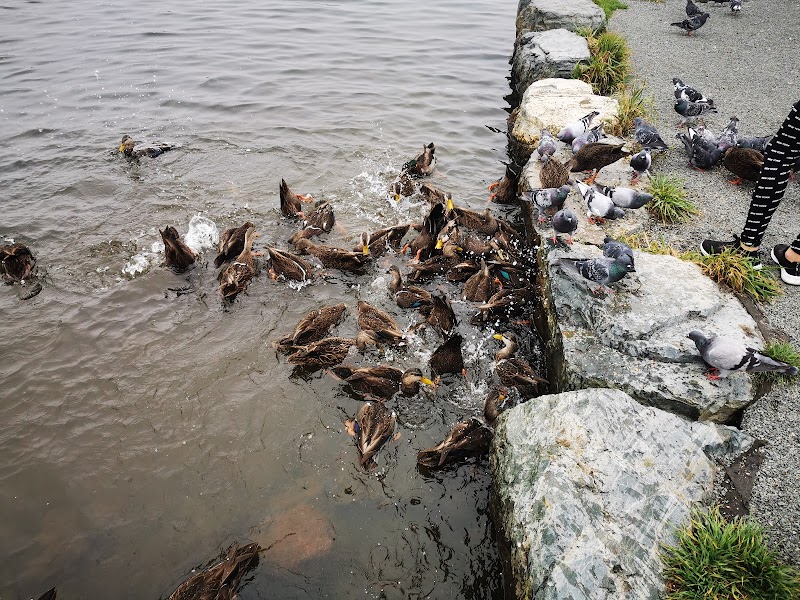 Mundy Pond Dog Park dog park in St. John's, Newfoundland and Labrador