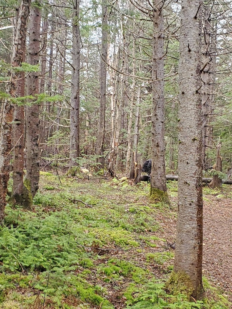 Kippens Public Dog Park dog park in Kippens, Newfoundland and Labrador