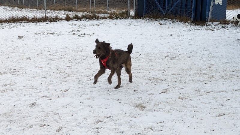 Dog Park dog park in Labrador City, Newfoundland and Labrador