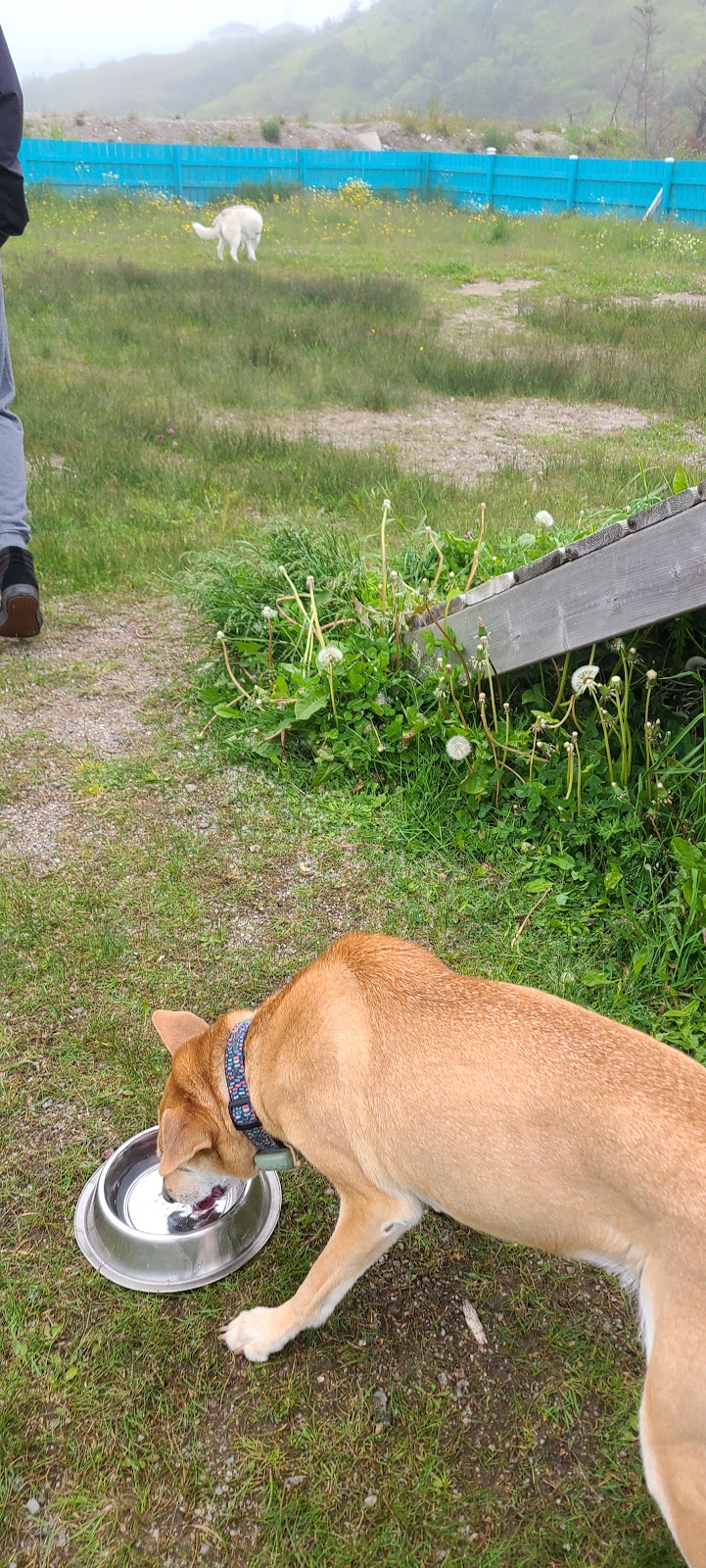 Off-Leash Dog Park dog park in Grand Bay East, Newfoundland and Labrador