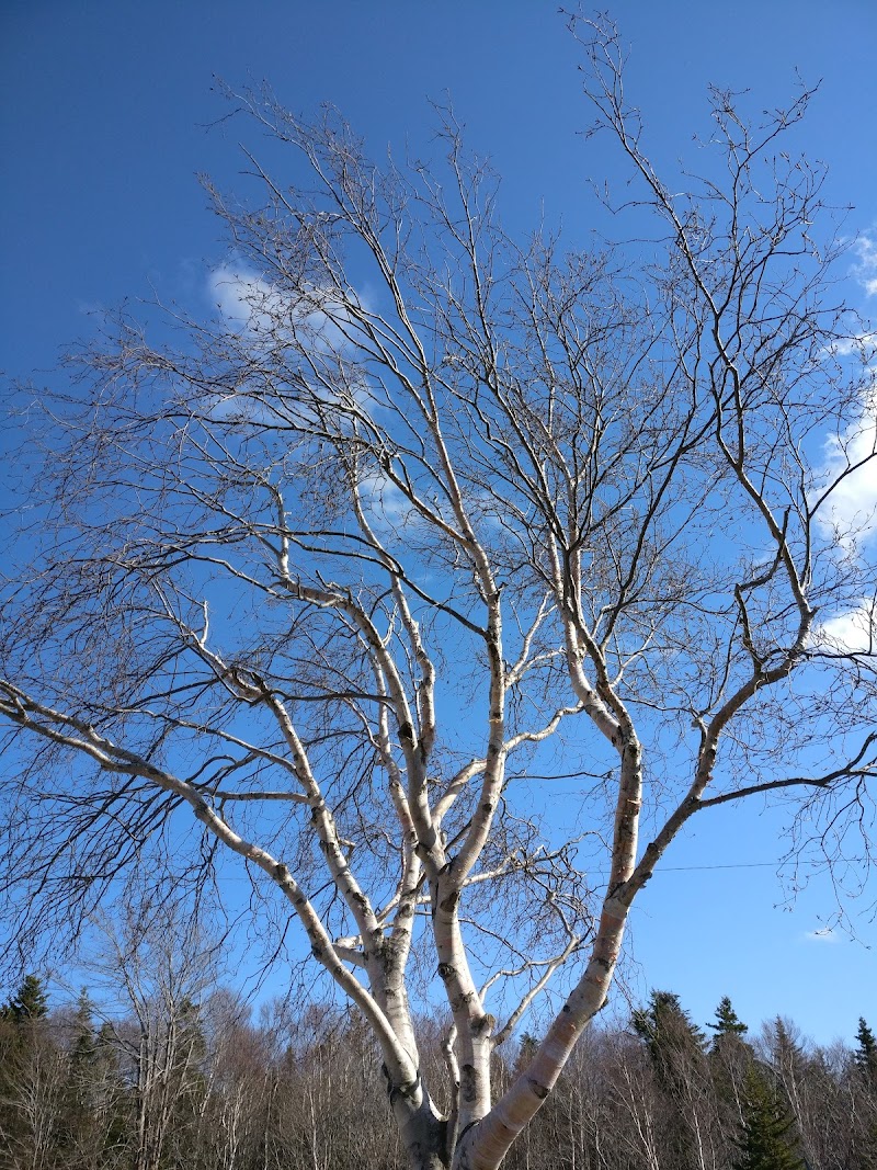Bowring Park Dog Park dog park in St. John's, Newfoundland and Labrador
