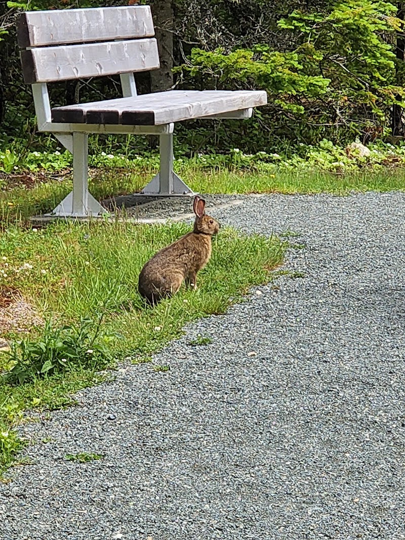 Voiseys Brook Dog Park dog park in Portugal Cove-St. Philip's, Newfoundland and Labrador