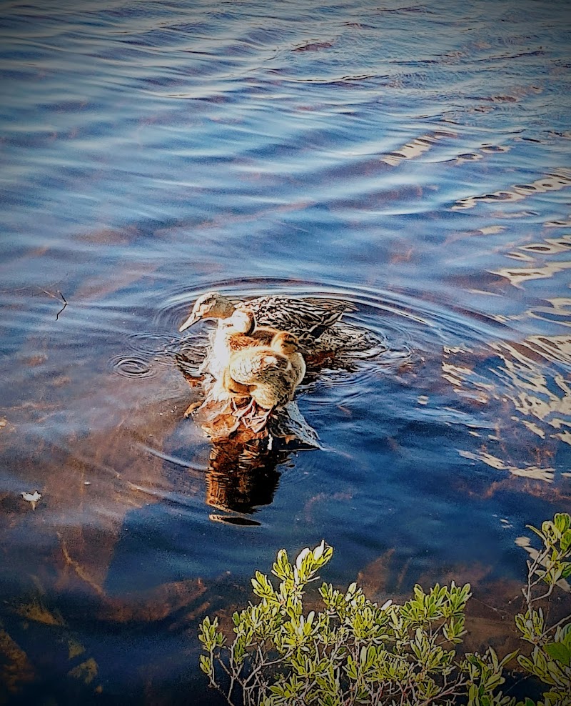 Mount Pearl Dog Park dog park in Mount Pearl, Newfoundland and Labrador