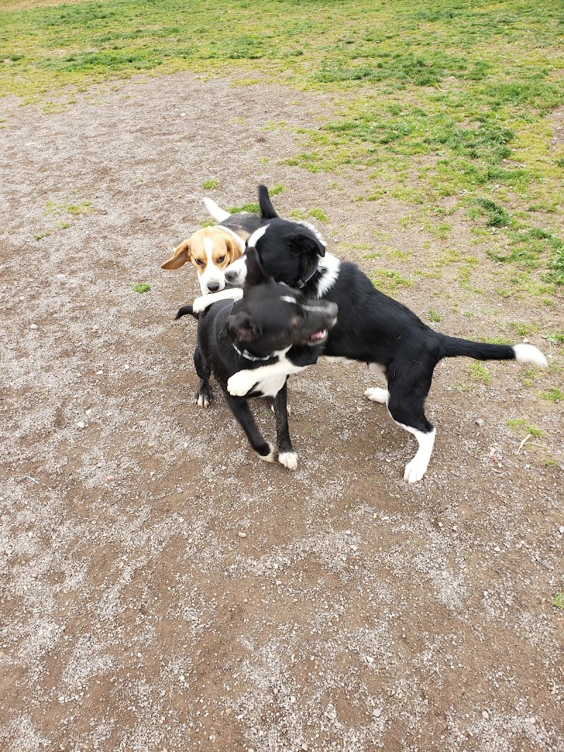 Open Hearth Off Leash Dog Park dog park in Sydney, Nova Scotia