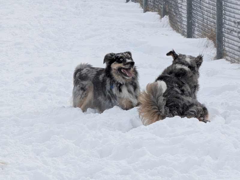 Open Hearth Off Leash Dog Park dog park in Sydney, Nova Scotia