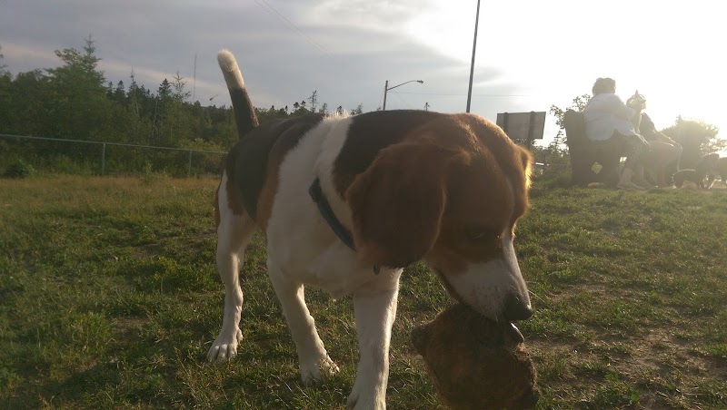 Mainland Common Off-Leash Park dog park in Halifax, Nova Scotia