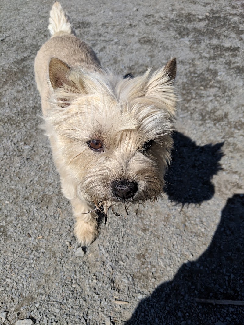 Mainland Common Off-Leash Park dog park in Halifax, Nova Scotia