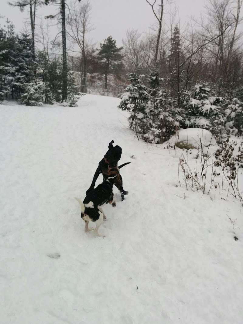 Mainland Common Off-Leash Park dog park in Halifax, Nova Scotia