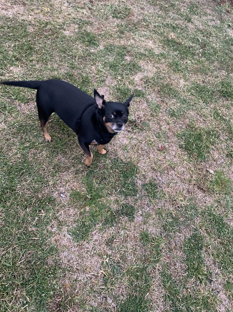 Mainland Common Off-Leash Park dog park in Halifax, Nova Scotia