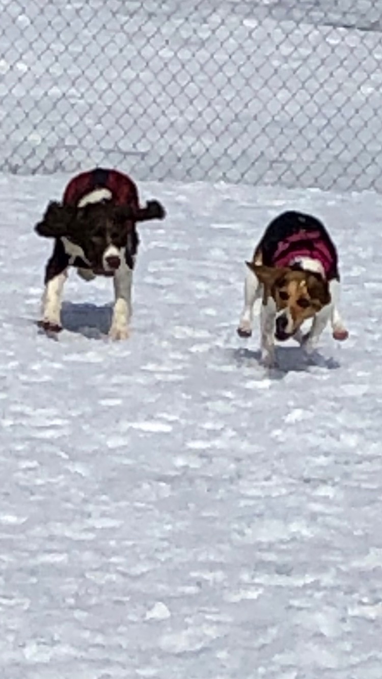 Dog Park dog park in Stellarton, Nova Scotia