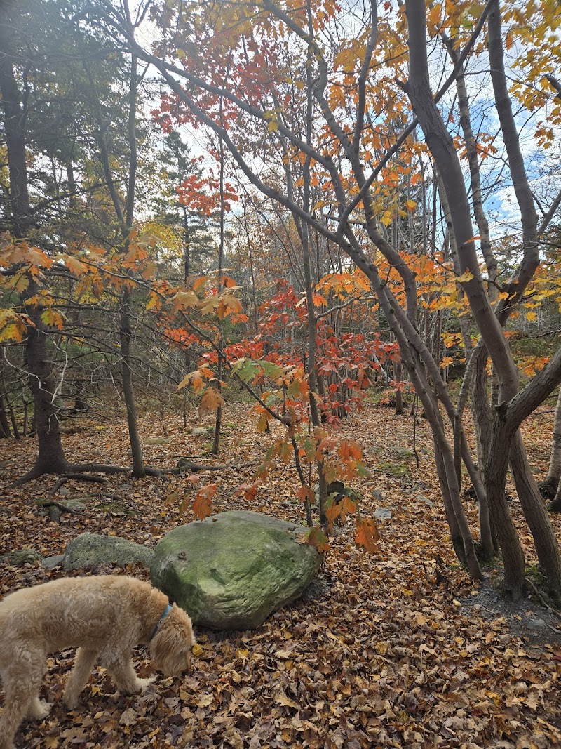 Dog park dog park in Dartmouth, Nova Scotia