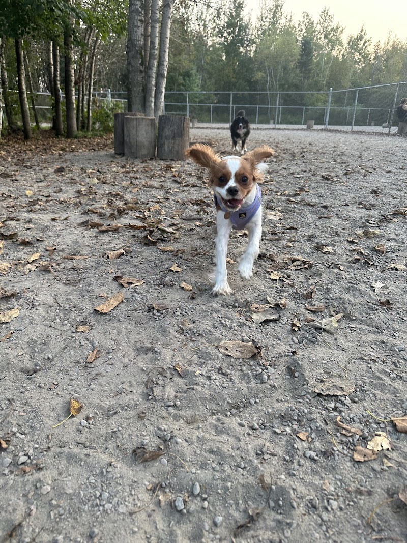 Dog park of Base Plein Air de Sainte-Foy dog park in Québec City, Quebec