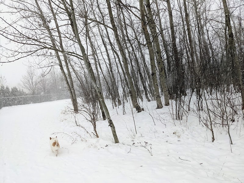 Parc Canin dog park in Saint-Augustin-de-Desmaures, Quebec