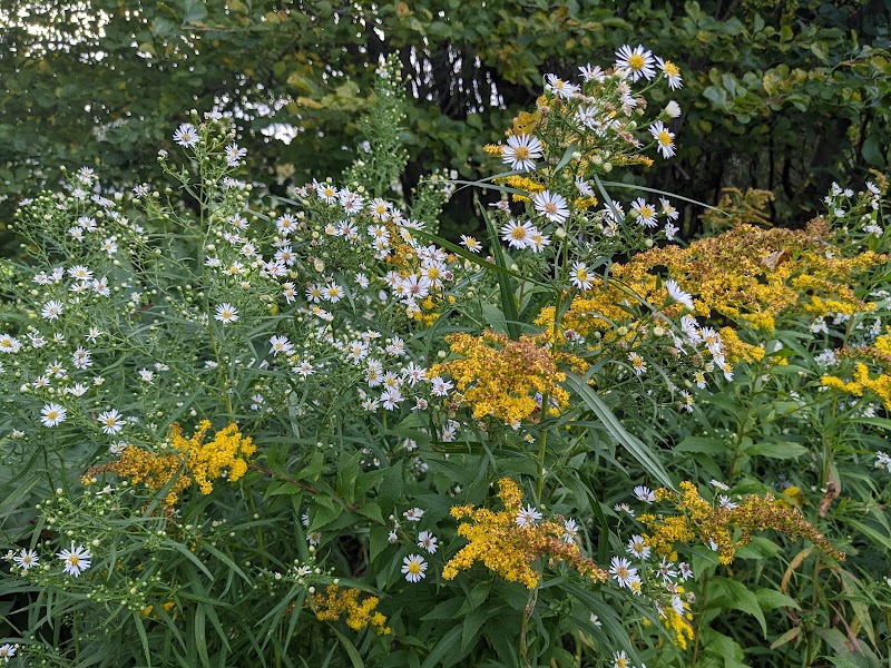 Parc Canin dog park in Saint-Augustin-de-Desmaures, Quebec