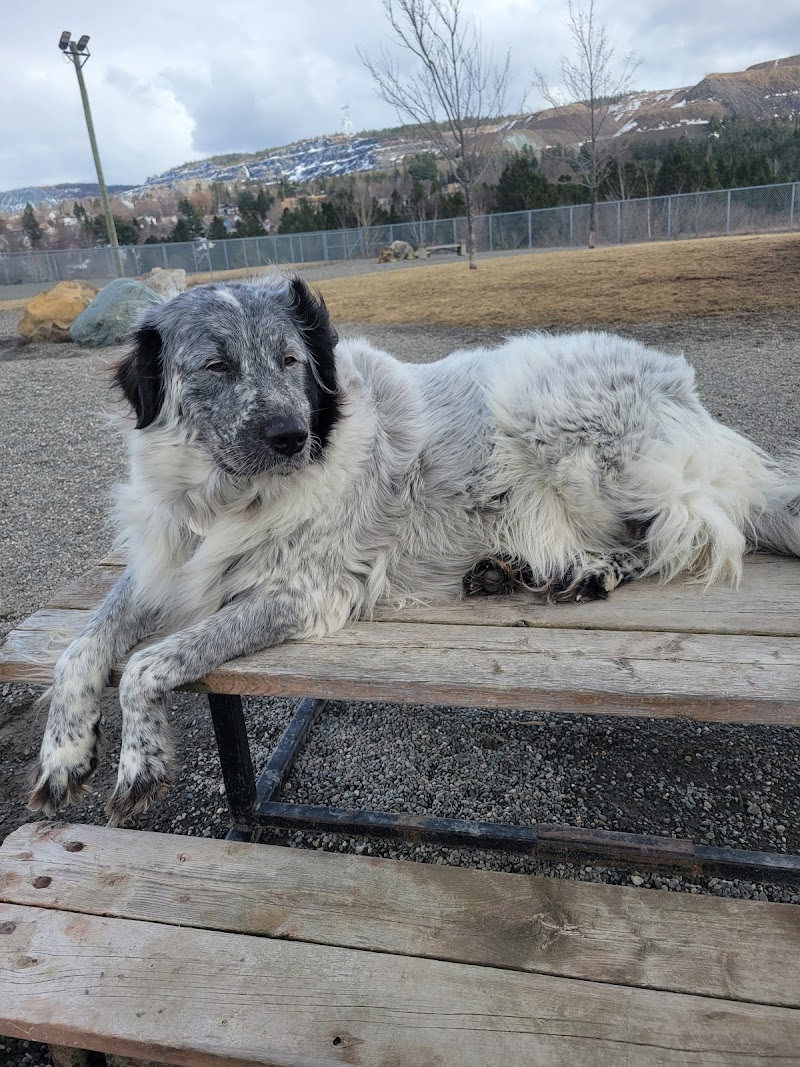 Parc Canin dog park in Thetford Mines, Quebec