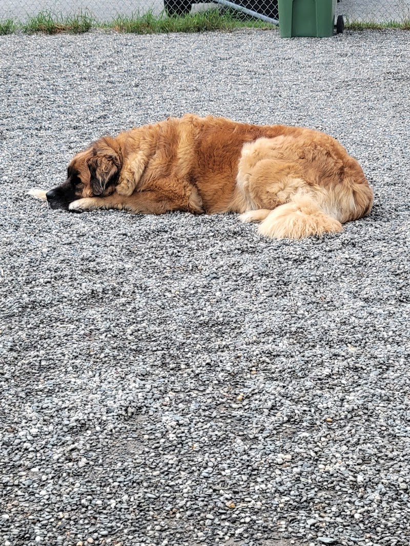 Parc Canin dog park in Thetford Mines, Quebec