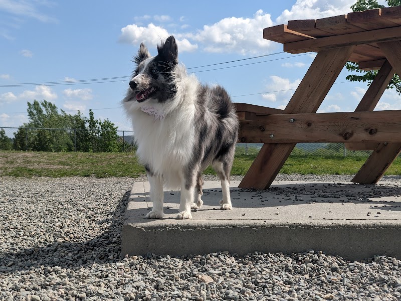 Parc Canin dog park in Thetford Mines, Quebec