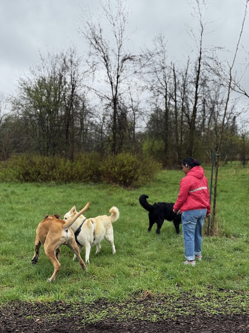 Surrey dog park dog park in Dorval, Quebec
