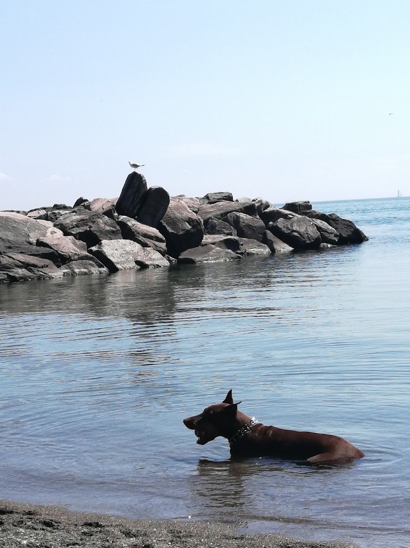 Silver Birch Off-Leash Dog Park dog park in Toronto, Ontario