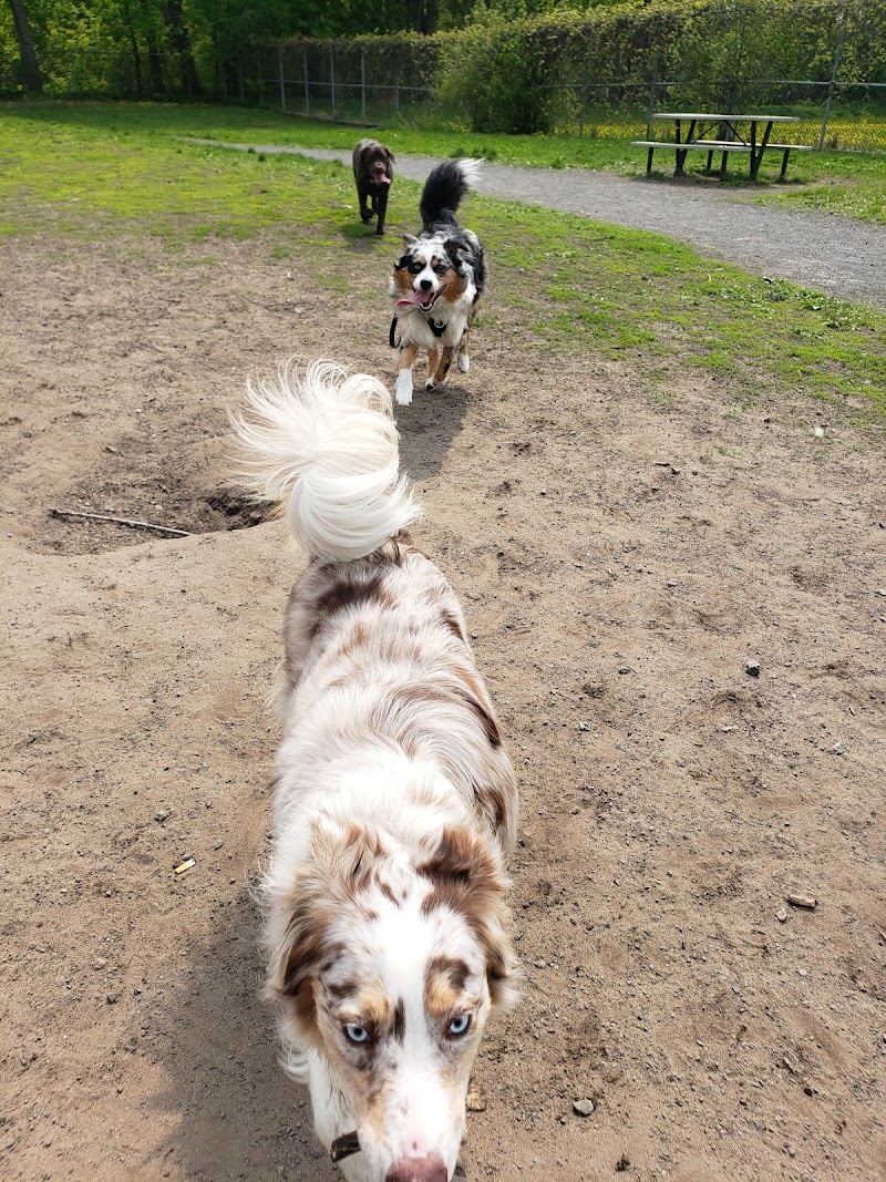 Parc à chiens du parc de l’école secondaire de la Pointe-aux-Trembles dog park in Montreal, Quebec