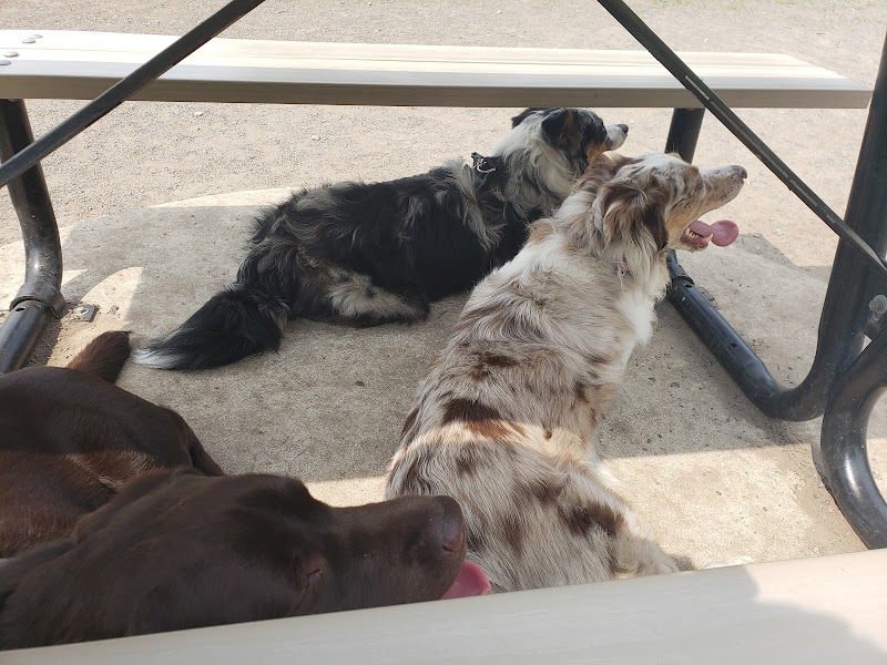 Parc à chiens du parc de l’école secondaire de la Pointe-aux-Trembles dog park in Montreal, Quebec