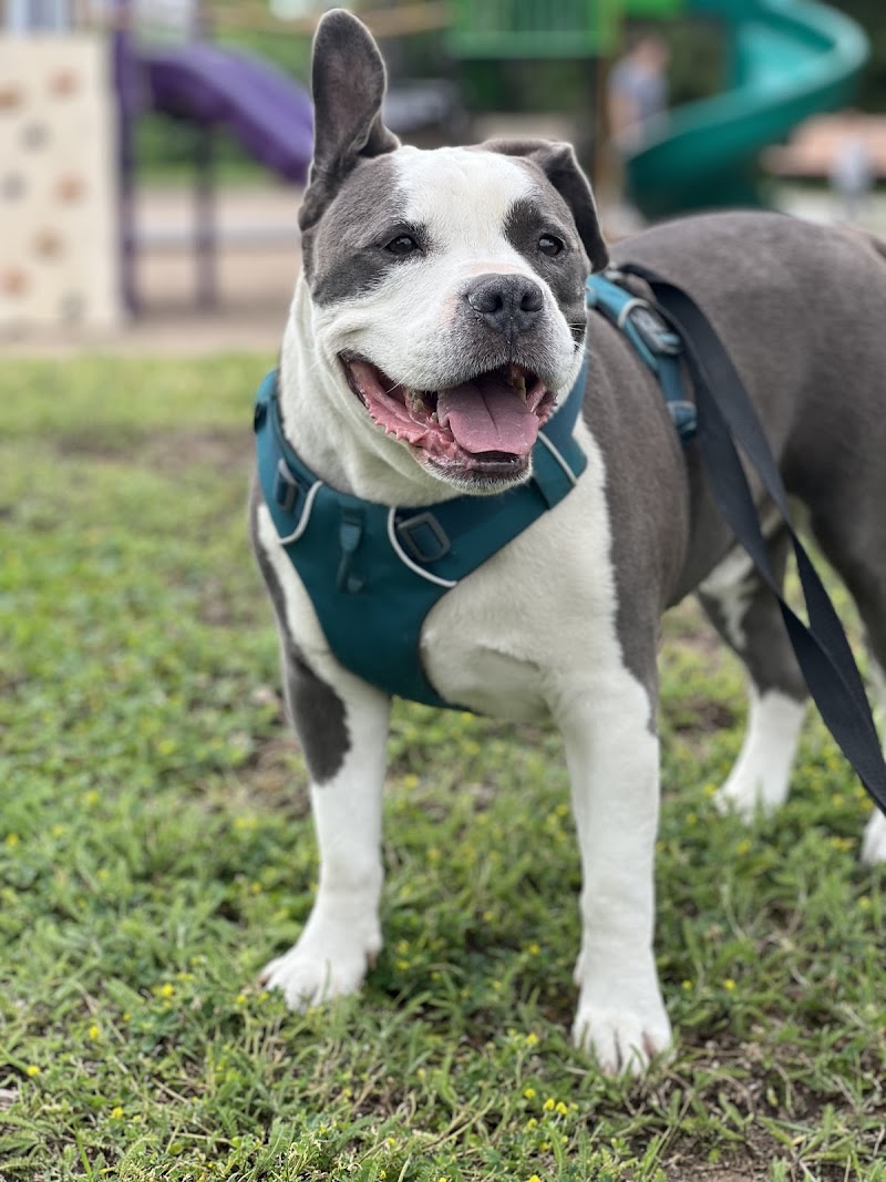 Lucie-Bruneau Park dog park dog park in Montreal, Quebec