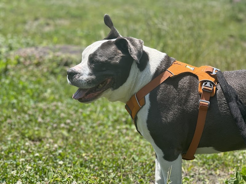 Lucie-Bruneau Park dog park dog park in Montreal, Quebec