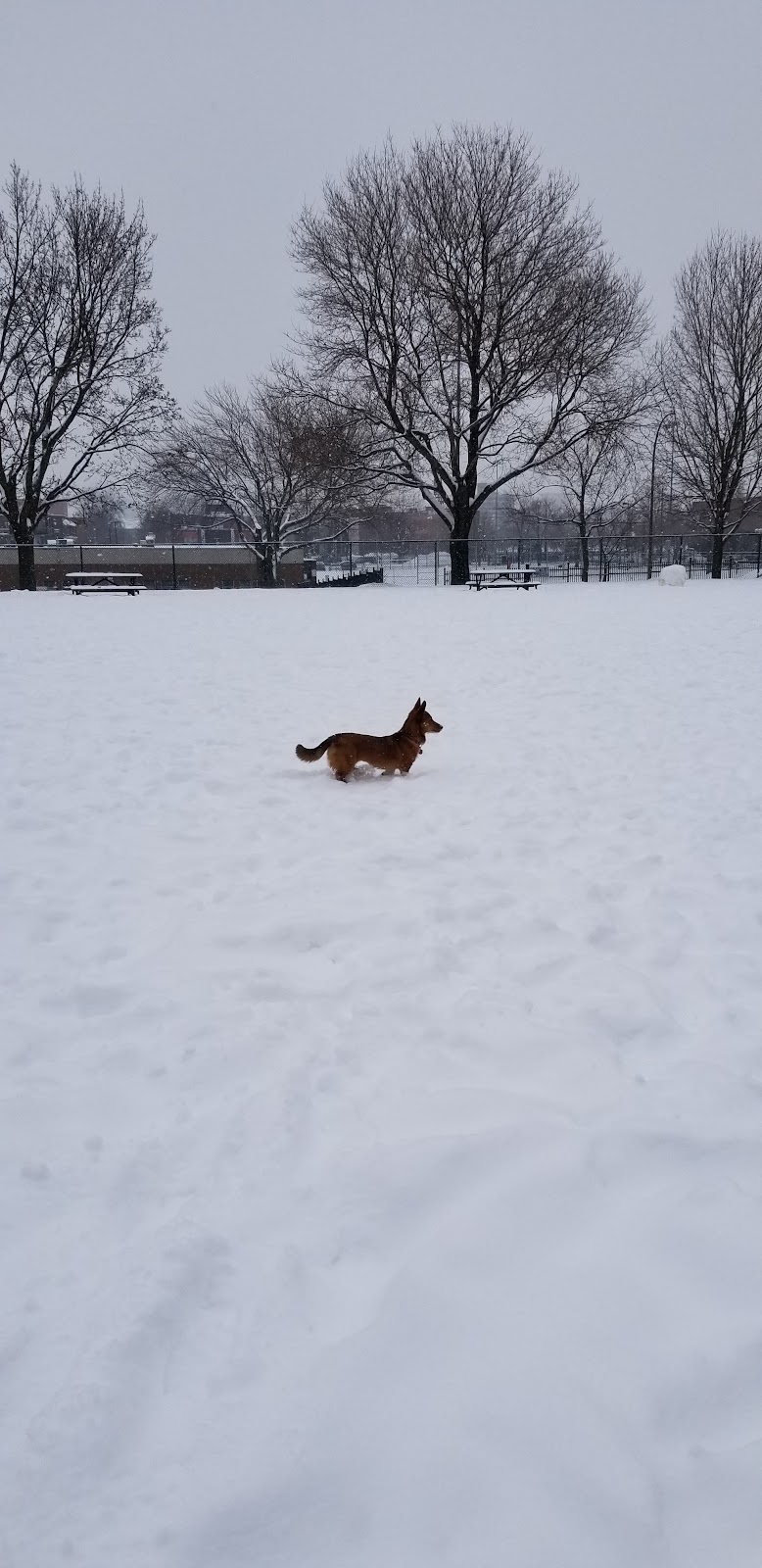 Parc des Royaux dog park dog park in Montreal, Quebec