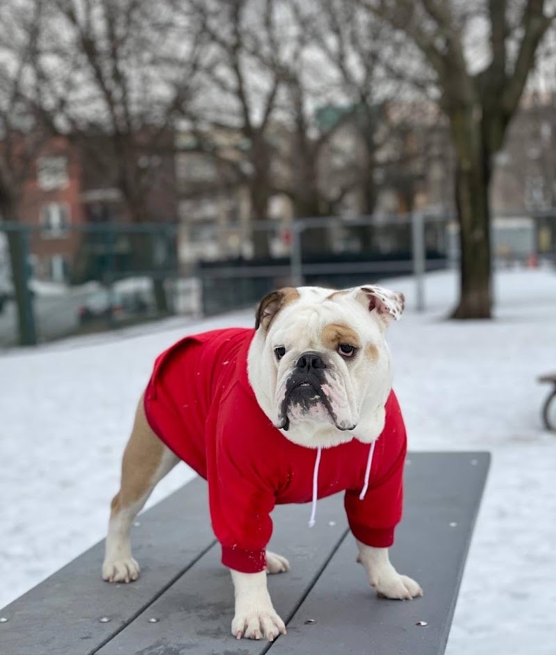 Parc des Royaux dog park dog park in Montreal, Quebec