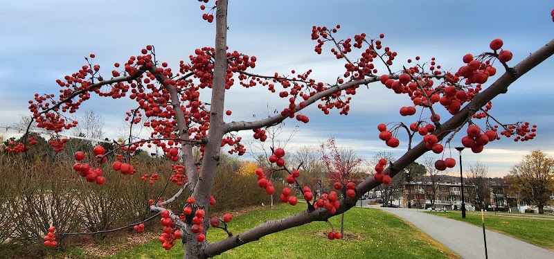 Félix-Leclerc Park dog park dog park in Montreal, Quebec