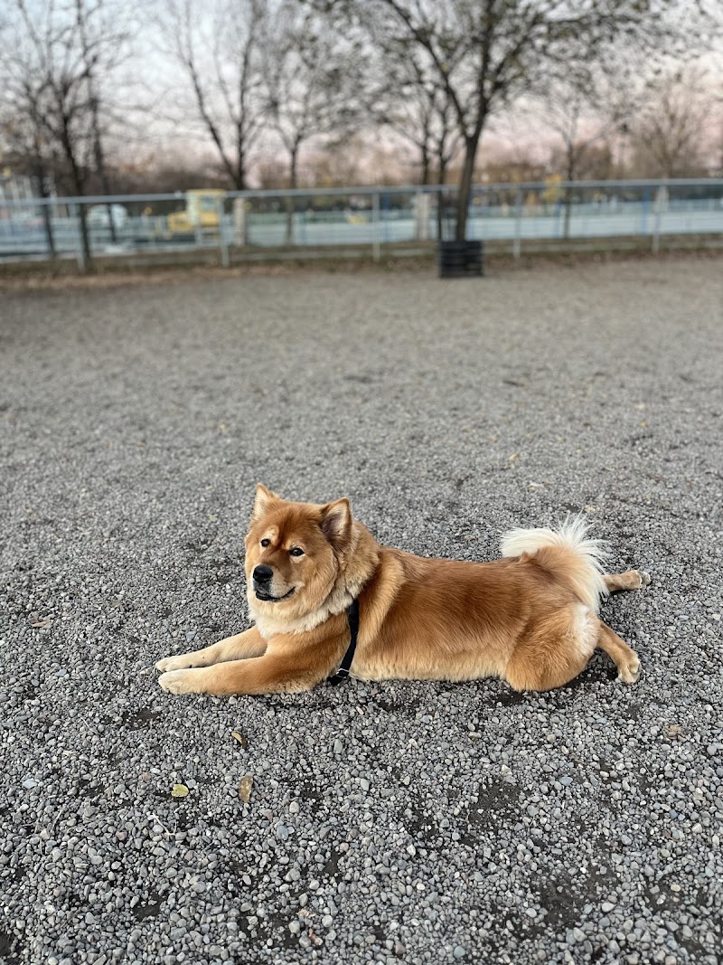 Sir-Wilfrid-Laurier Park dog park dog park in Montreal, Quebec